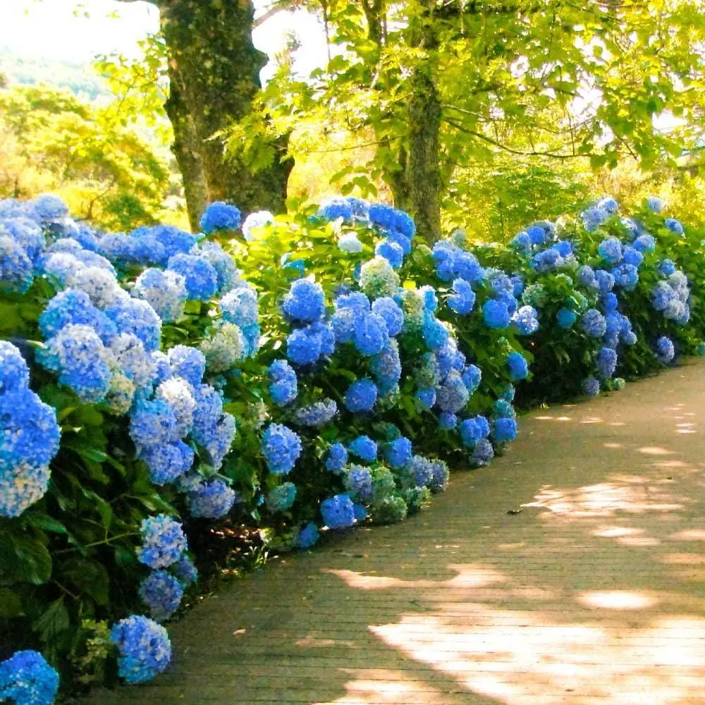 5 Nikko Blue Hydrangea Bush Live Plant, 12-24in Tall, Bare Root - Image 2
