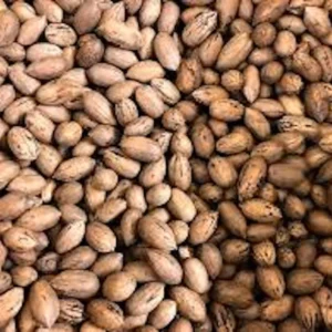 5 Northern Hardy Pecan Tree Seeds - Native Carya illinoinensis Seeds - Image 4
