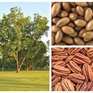 5 Northern Hardy Pecan Tree Seeds - Native Carya illinoinensis Seeds - Image 8
