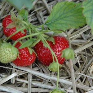 5 Ogallala Strawberry Bare Roots - Everbearing Fruit Plants for Gardens - Image 2