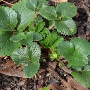 5 Ogallala Strawberry Bare Roots - Everbearing Fruit Plants for Gardens - Image 7