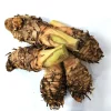 5 Orange Turmeric Mother Rhizomes (Curcuma longa) - Live Plant Organic - Image 1