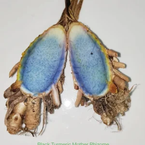 5 Orange Turmeric Mother Rhizomes (Curcuma longa) - Live Plant Organic - Image 6