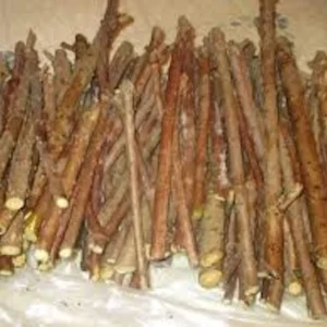 5 Organic American Elderberry Cuttings - Sambucus canadensis Live Fruiting Shrub - Image 1