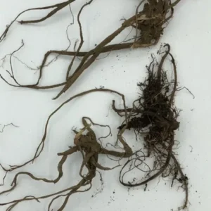 5 Organic Stinging Nettle Bare Roots - Urtica dioica Live Plant for Garden - Image 3