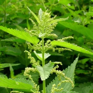 5 Organic Stinging Nettle Bare Roots - Urtica dioica Live Plant for Garden - Image 5