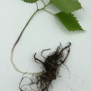 5 Organic Stinging Nettle Bare Roots - Urtica dioica Live Plant for Garden - Image 8