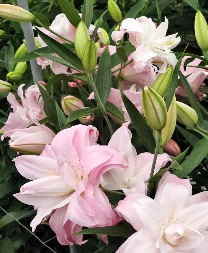 5 Oriental Lily Flower Bulbs - Mixed Double Pink & White Lilies for Garden - Image 12