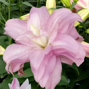 5 Oriental Lily Flower Bulbs - Mixed Double Pink & White Lilies for Garden - Image 4