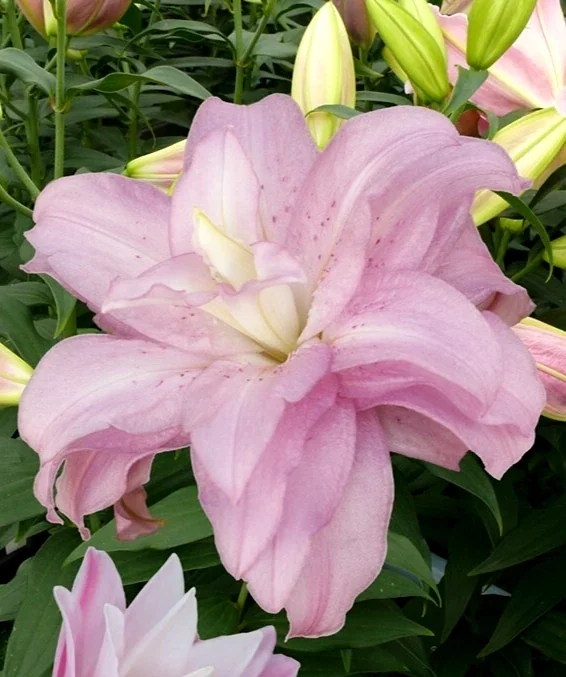 5 Oriental Lily Flower Bulbs - Mixed Double Pink & White Lilies for Garden - Image 5