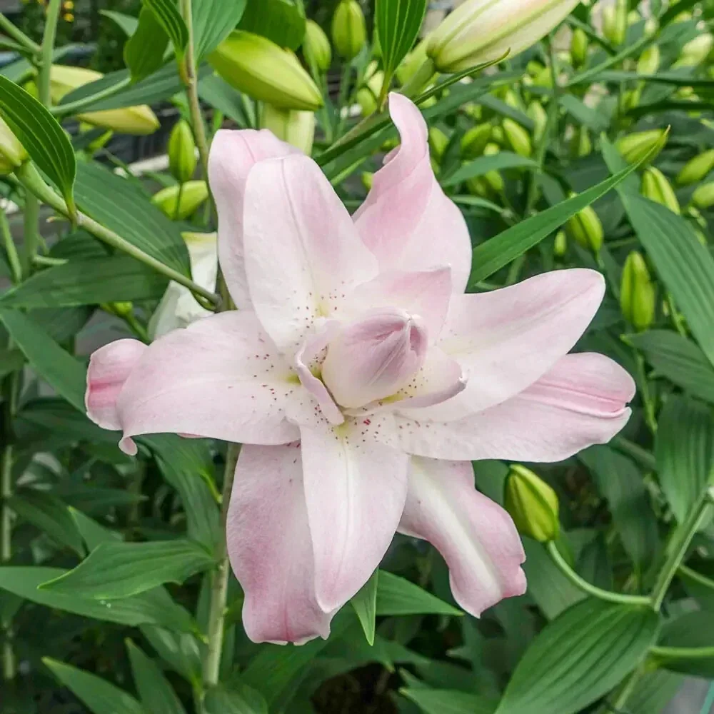 5 Oriental Lily Flower Bulbs - Mixed Double Pink & White Lilies for Garden - Image 6