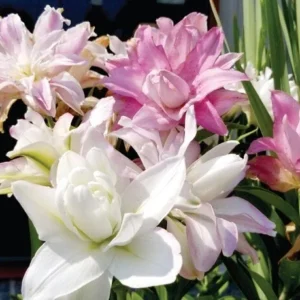 5 Oriental Lily Flower Bulbs - Mixed Double Pink & White Lilies for Garden - Image 7