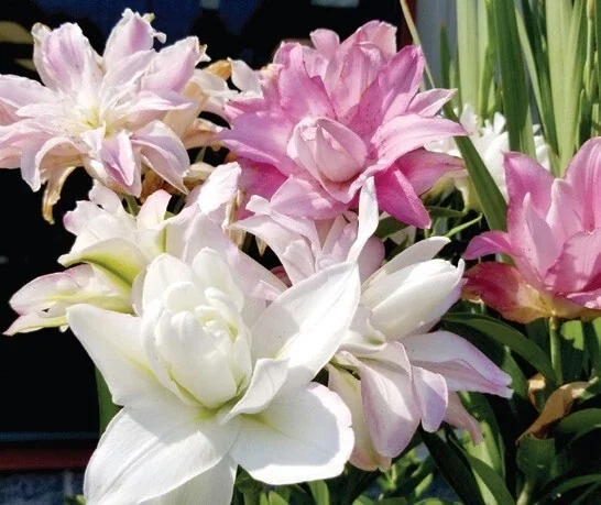5 Oriental Lily Flower Bulbs - Mixed Double Pink & White Lilies for Garden - Image 7