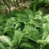 5 Ostrich Fern Bare Root Plants - Matteuccia Struthiopteris Fiddlehead Perennial - Image 1