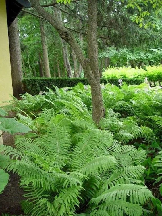 5 Ostrich Fern Bare Root Plants - Matteuccia Struthiopteris Fiddlehead Perennial - Image 2