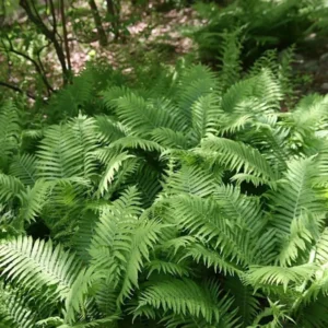 5 Ostrich Fern Bare Root Plants - Matteuccia Struthiopteris Fiddlehead Perennial - Image 1