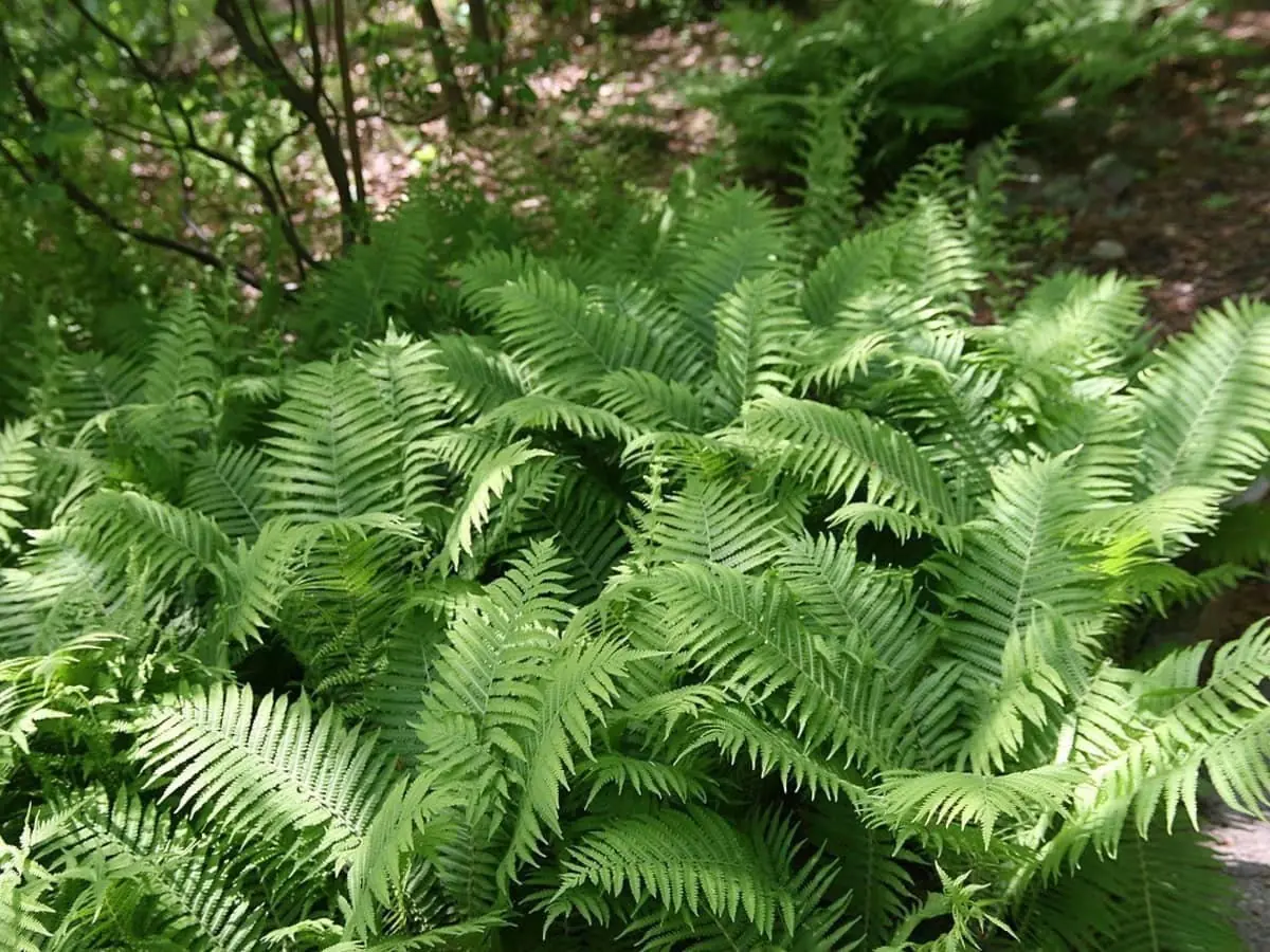 5 Ostrich Fern Bare Root Plants - Matteuccia Struthiopteris Fiddlehead Perennial - Image 6