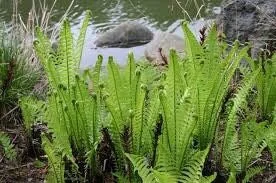 5 Ostrich Fern Bare Root Plants - Matteuccia Struthiopteris Fiddlehead Perennial - Image 7