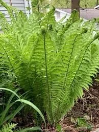 5 Ostrich Fern Bare Root Plants - Matteuccia Struthiopteris Fiddlehead Perennial - Image 8
