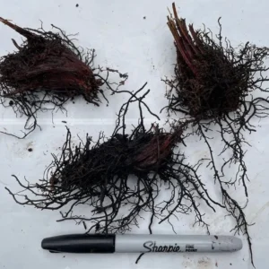 5 Ostrich Fern Rhizomes - Bare Root Matteuccia Struthiopteris for Shade Gardens, USDA Zones 3-7 - Image 5