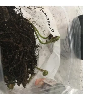 5 Ostrich Fern Rhizomes - Bare Root Matteuccia Struthiopteris for Shade Gardens, USDA Zones 3-7 - Image 6