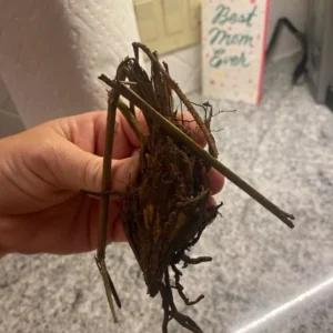 5 Ostrich Fern Rhizomes - Bare Root Matteuccia Struthiopteris for Shade Gardens, USDA Zones 3-7 - Image 7