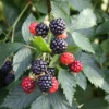 5 Ouachita Blackberry Live Plant Starter Plugs - Thornless, Sweet Berries - Image 1