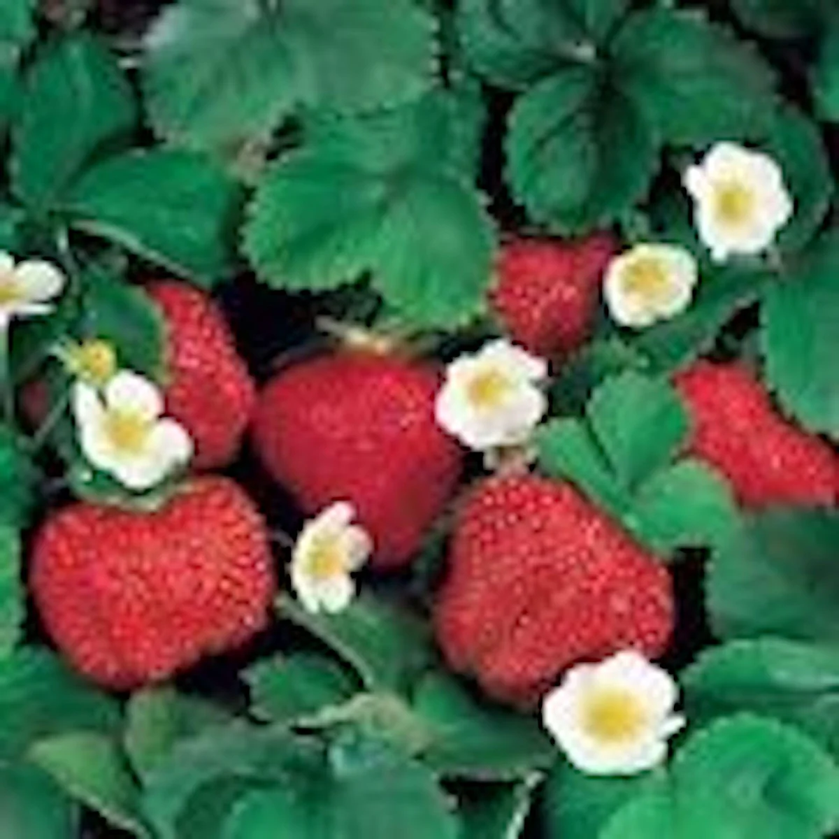 5 Ozark Beauty Everbearing Strawberry Plants - Perennial Fruit Bare Root - Image 3