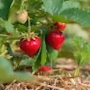 5 Ozark Beauty Everbearing Strawberry Plants - Perennial Fruit Bare Root - Image 1