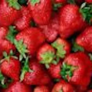 5 Ozark Beauty Everbearing Strawberry Plants - Perennial Fruit Bare Root - Image 5