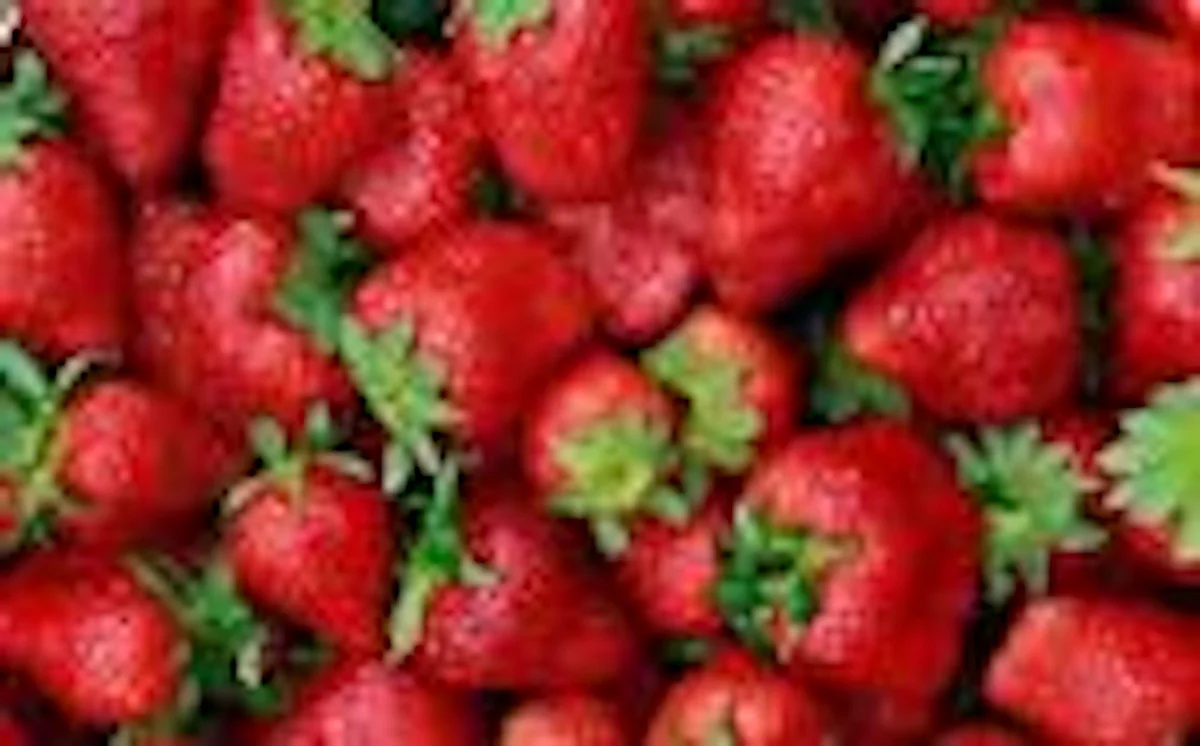 5 Ozark Beauty Everbearing Strawberry Plants - Perennial Fruit Bare Root - Image 5