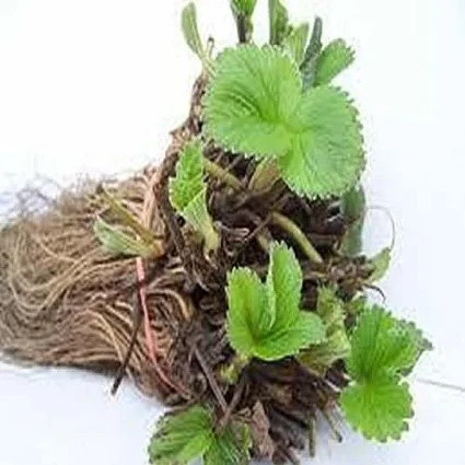 5 Ozark Beauty Strawberry Bare Root Plants – Everbearing, Sweet Red Berries - Image 2