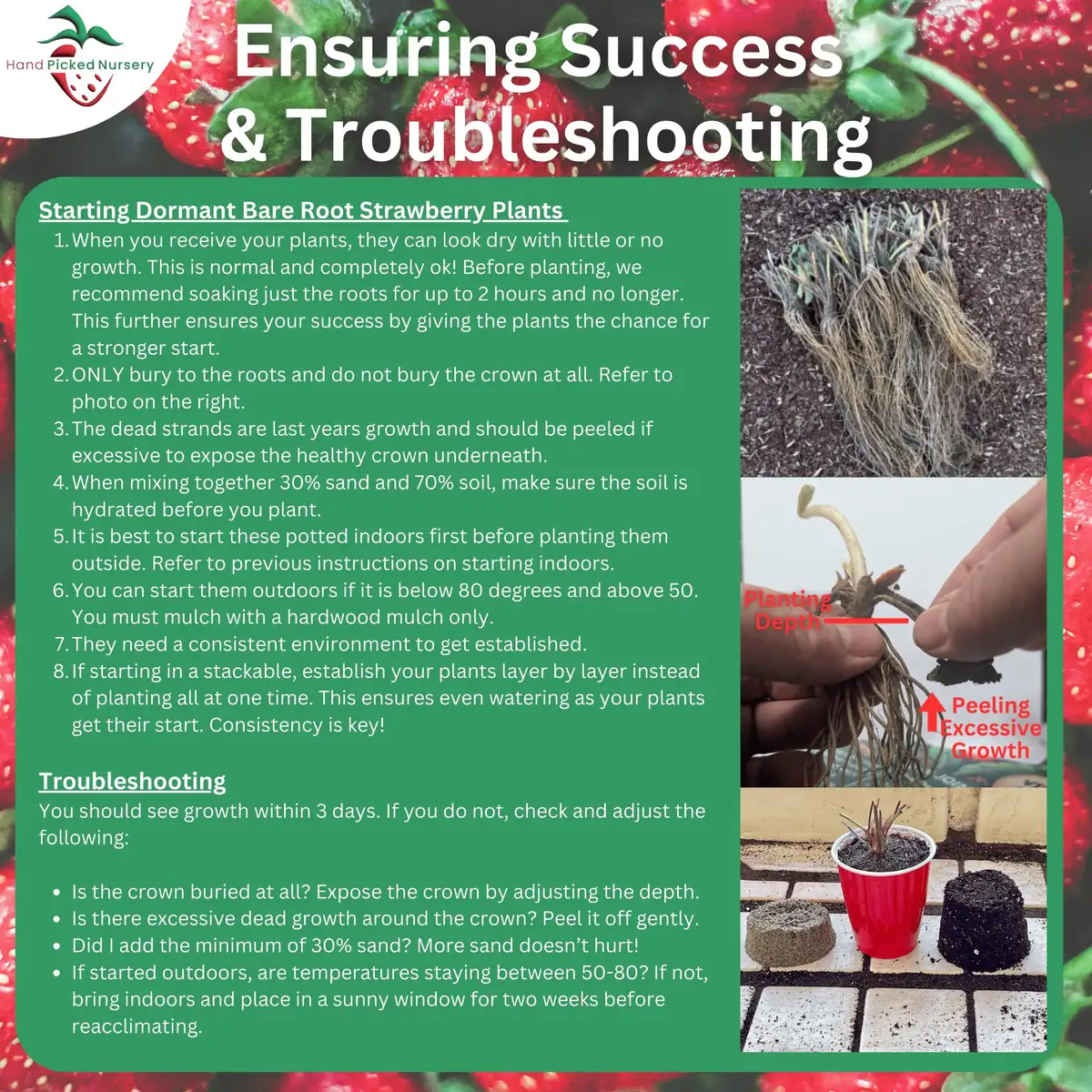 5 Ozark Beauty Strawberry Bare Root Plants – Everbearing, Sweet Red Berries - Image 5