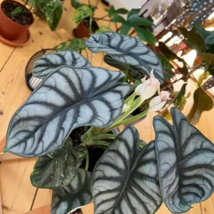 5 Pack Silver Dragon Alocasia Live Starter Plant - Indoor Houseplant - Image 2