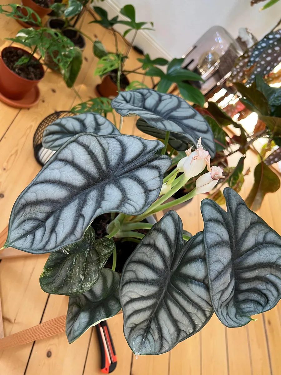 5 Pack Silver Dragon Alocasia Live Starter Plant - Indoor Houseplant - Image 2