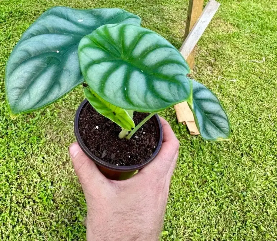 5 Pack Silver Dragon Alocasia Live Starter Plant - Indoor Houseplant - Image 1