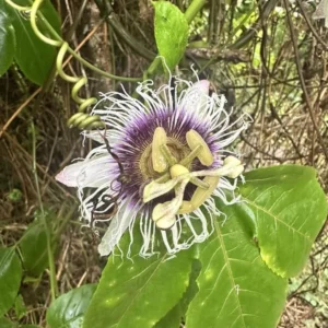 5 Panama Red Passion Fruit Starter Plants - Passiflora edulis Live Vine - Image 3