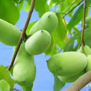 5 Pawpaw Tree Seeds - Organic Asimina triloba Native American Fruit Tree - Image 3