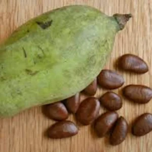 5 Pawpaw Tree Seeds - Organic Asimina triloba Native American Fruit Tree - Image 8
