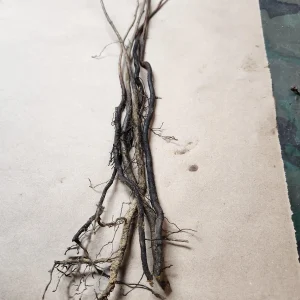 5 Persimmon Trees Bareroot 6-12