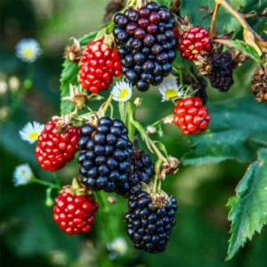 5 Ponca Thornless Blackberry Starter Plug - Rubus fruticosus Live Plant - Image 6
