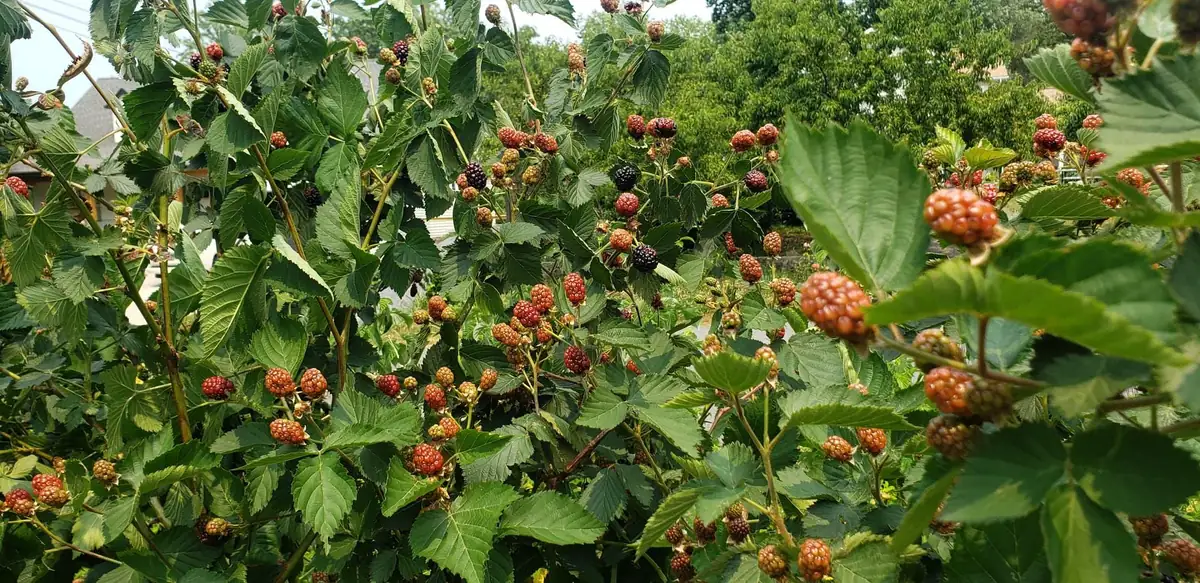 5 Ponca Thornless Blackberry Starter Plug - Rubus fruticosus Live Plant - Image 7