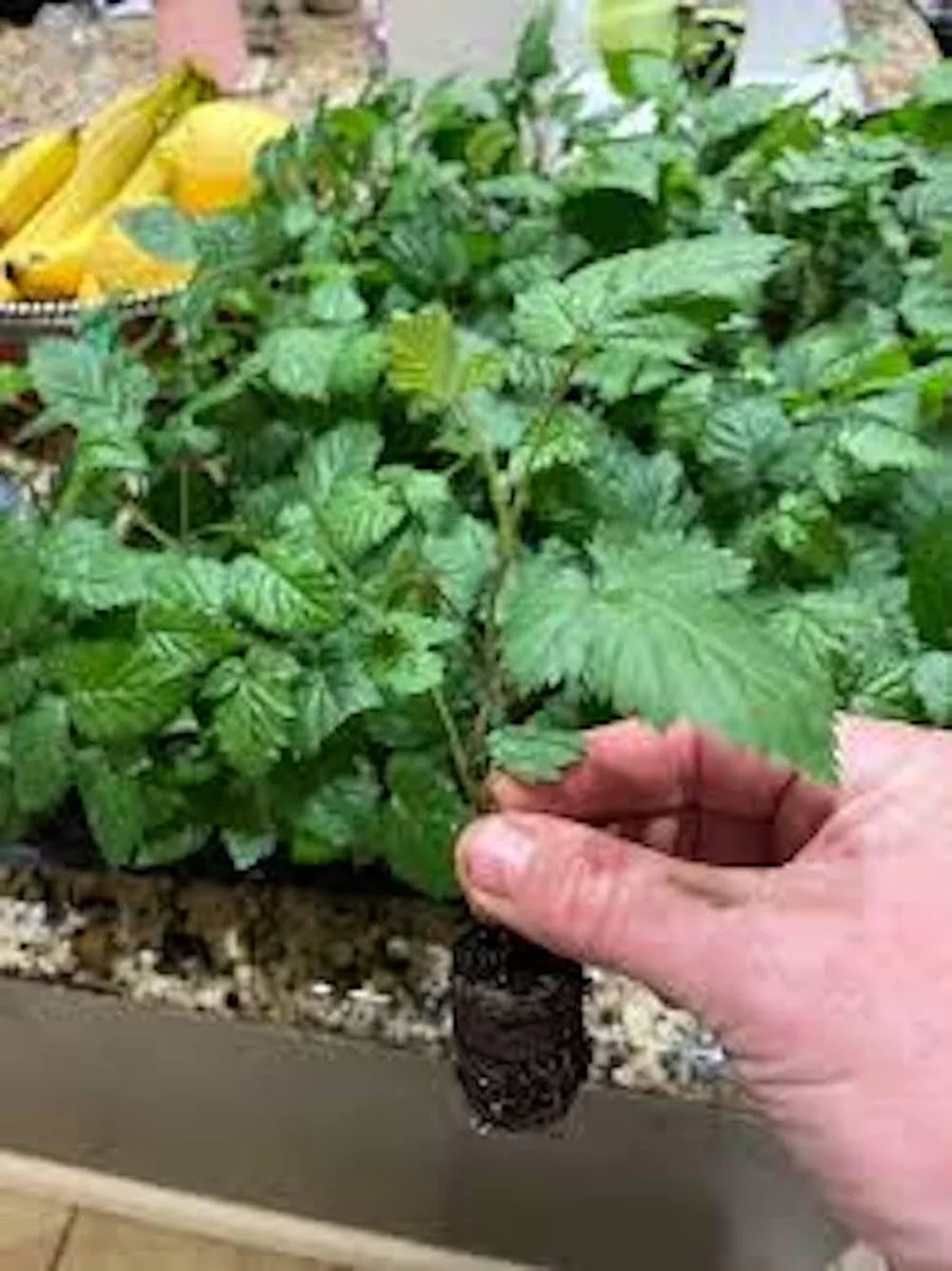 5 Ponca Thornless Blackberry Starter Plug - Rubus fruticosus Live Plant - Image 8