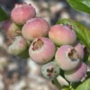 5 Primadonna Blueberry Starter Plugs - Vaccinium corymbosum Live Plants - Image 1