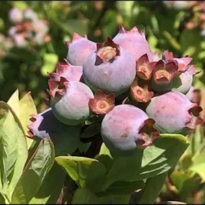5 Primadonna Blueberry Starter Plugs - Vaccinium corymbosum Live Plants - Image 2