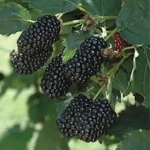 5 Prime Ark 45 Blackberry Plant - Primocane Fruiting Live Bare Root Bush - Image 2
