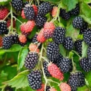 5 Prime Ark 45 Blackberry Plant - Primocane Fruiting Live Bare Root Bush - Image 1