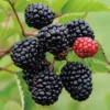 5 Prime Ark Freedom Blackberry Plant Thornless Bare Root Starter Fruit Bush Outdoor - Image 1