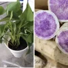 5 Purple Okinawa Sweet Potato Live Plants - Edible Vegetable, Indoor/Outdoor - Image 1