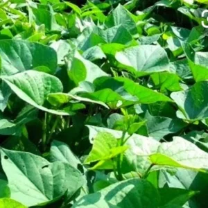 5 Purple Okinawa Sweet Potato Live Plants - Edible Vegetable, Indoor/Outdoor - Image 8